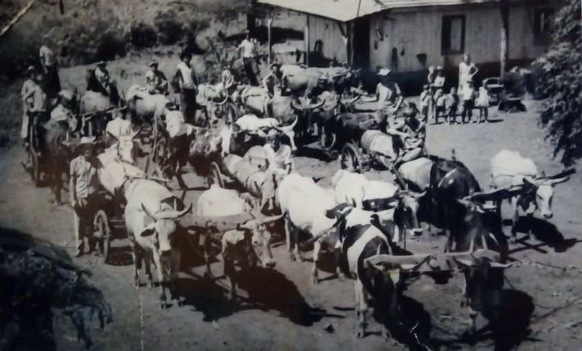 Linha Alto Maipú, 1968 na casa de Vilibaldo Simon , onde voluntários dessa comunidade puxaram toras para a construção da primeira igreja dessa comunidade.